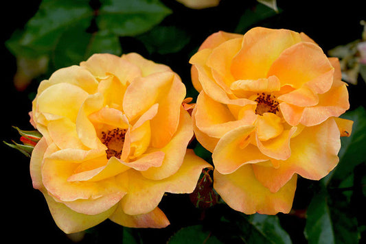 Bright Smiles - Miniature Rose