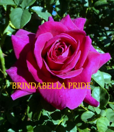 Brindabella Pride™ New Release Bush Rose