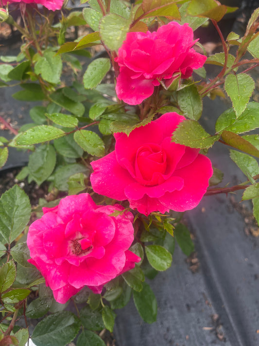 Pink Ayoba New Release Floribunda Bush Rose