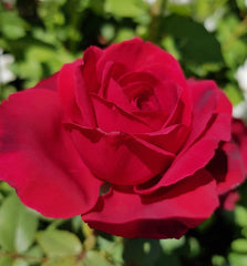 Camp David - Hybrid Tea 2ft standard patio