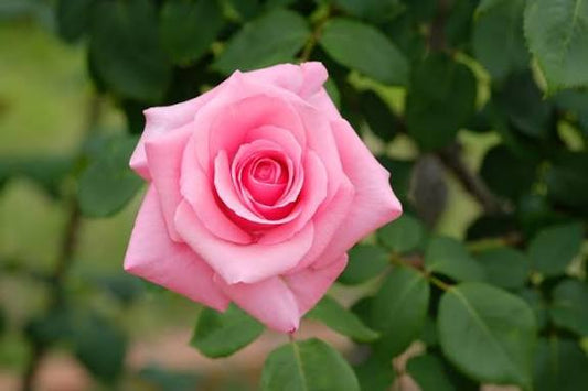 Carina Hybrid Tea 2ft standard