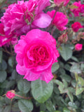 Brindabella Redstar™ New Release Bush Rose
