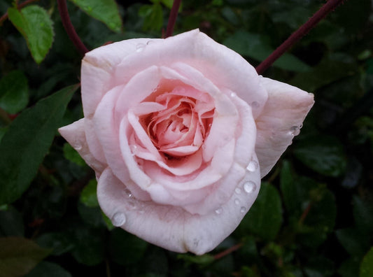 Cecile Brunner - Old Fashioned Shrub