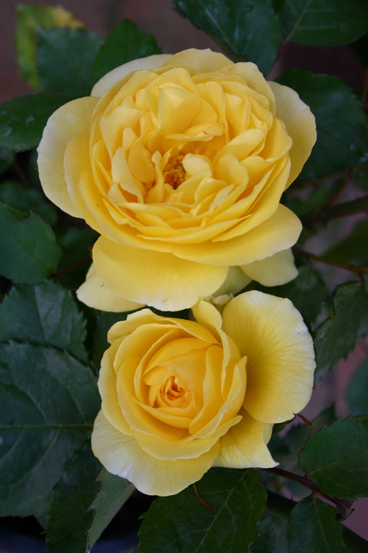 Smooth Touch Golden Iceberg Thornless Bush Rose