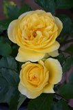 Smooth Touch Golden Iceberg Thornless Bush Rose