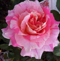 Claude Monet - Delbard Rose
