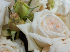 Coeur De Neige - Delbard Rose (bare rooted)