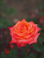 Corso Hybrid Tea Potted Bush Rose