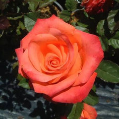 Corso Hybrid Tea Potted Bush Rose
