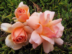 Crepuscule - Climbing Rose