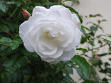 Iceberg - Floribunda Rose