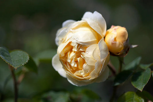 Charles Darwin (Auspeet) David Austin Bush Rose