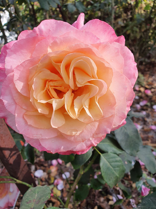 Chicago Peace Hybrid Tea Bush Rose