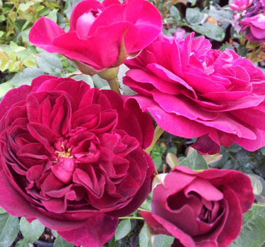 Darcey Bussell (Ausdecorum) - David Austin Shrub Rose