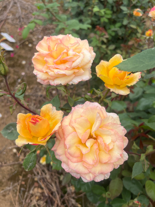 The Jubilee Rose New Release Bush Rose