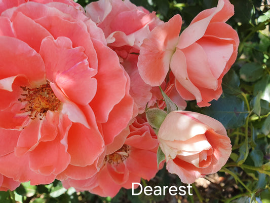 Dearest (Climbing) Bush Rose