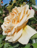 Diamond Jubilee - Hybrid Tea