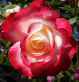 Double Delight - Hybrid Tea Rose