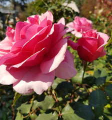Duet - Hybrid Tea Rose (bare rooted)