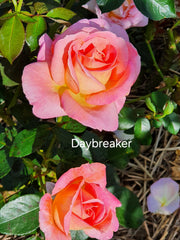 Daybreaker - Hybrid Tea Rose