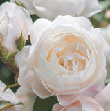 Desdemona  - David Austin shrub rose