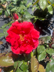 Sightsaver Hybrid Tea New Release Bare rooted