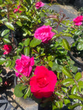 Pink Ayoba New Release Floribunda Bush Rose