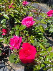 Pink Ayoba New Release Floribunda Bush Rose