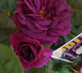 Ebb Tide - Modern Shrub