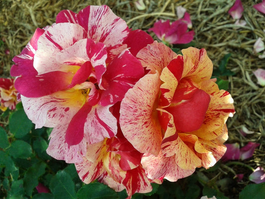 Edgar Degas - Delbard