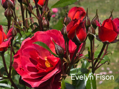 Evelyn Fison Bareroot (Bareroot)