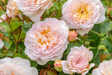 Emily Bronte - David Austin shrub rose