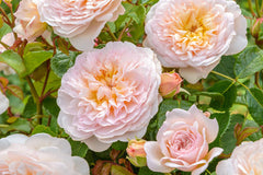 Emily Bronte - David Austin shrub rose