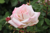 Endless Love New Release Bush Rose
