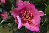Eye Shadow - Modern Shrub Rose