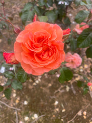 Casanova - Floribunda Shrub Rose
