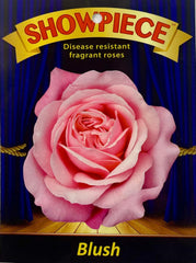 Showpiece™ Blush (Bare-rooted)