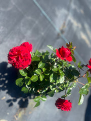 Scarlet Bonica™ Floribunda New Release Bush Rose (Bareroot)