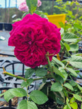 Falstaff New Release David Austin Bush Rose