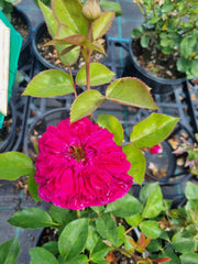 Falstaff New Release David Austin Bush Rose