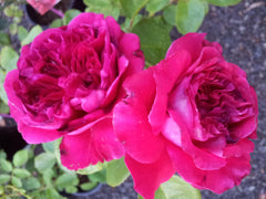 Father's Love - Modern Shrub