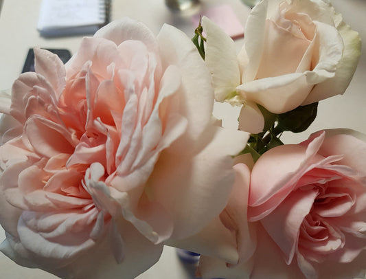 Father Of Peace - Hybrid Tea Rose