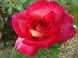 Fiona's Wish - Hybrid Tea Rose