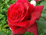 Firefighter - Hybrid Tea Rose