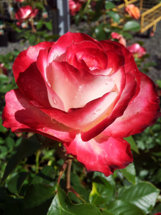 Fire and Ice - Modern Shrub / Floribunda Rose