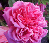 Forget Me Not - Modern Shrub