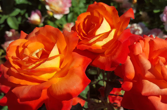 France Libre - Delbard Rose