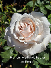 Francis Meilland/ Father of peace Bareroot