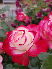 Fire and Ice - Modern Shrub / Floribunda Rose