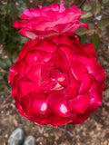 Fire and Ice - Modern Shrub / Floribunda Rose